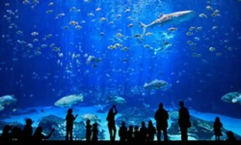 Việt Nam sắp có công viên thủy cung lớn nhất thế giới: Rộng hơn sân Mỹ Đình, sức chứa lên đến 450 triệu lít nước