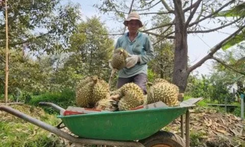 Giá sầu riêng ở ĐBSCL "chạm đáy"