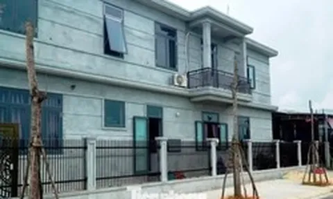Bỏ mặc cây xanh thành 'củi khô' hàng loạt giữa khu định cư mới