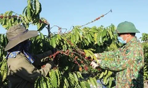 Mặt hàng tỷ đô của Việt Nam ngày càng được thị trường Đức ưa chuộng: Quý I bán 100 tấn, thu gần nửa tỷ USD