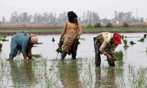 Gạo Ấn Độ, Thái Lan, Việt Nam sắp đón sóng gió, ‘thủ phạm’ là ai?