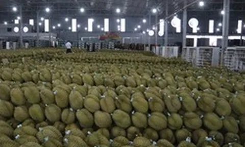 Truy xuất nguồn gốc sầu riêng: Bước đi tất yếu