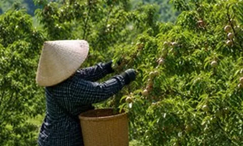 Loại quả bán đầy chợ Việt sang Mỹ thành hàng đắt đỏ: Có nơi giá chạm mốc 700.000 đồng/kg, ai cũng ngỡ ngàng