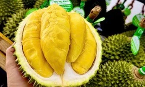 Sầu riêng 50.000 đồng/kg vẫn khó bán, loại nửa triệu đồng/kg lại ‘cháy hàng’