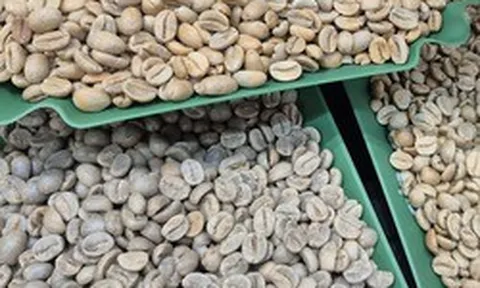Giá cà phê hôm nay 14-5: Robusta tăng mạnh