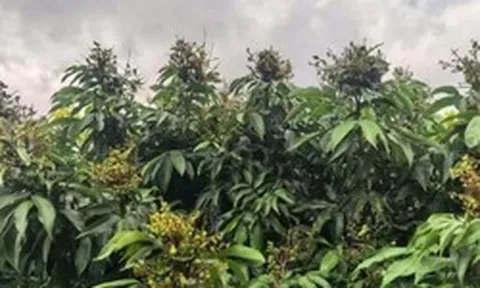 Sau sầu riêng, Trung Quốc tiếp tục trồng loại quả Việt Nam đang vào mùa: Thu về gần 1 tỷ đồng mỗi ha, tự tin ‘chắc chắn sẽ bán được giá cao’