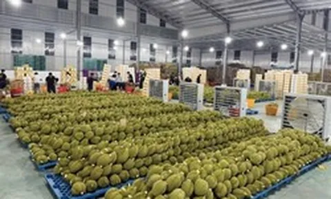 Cuộc đua kiểm nghiệm sầu riêng xuất khẩu: Container ùn ứ, doanh nghiệp 'hụt hơi'