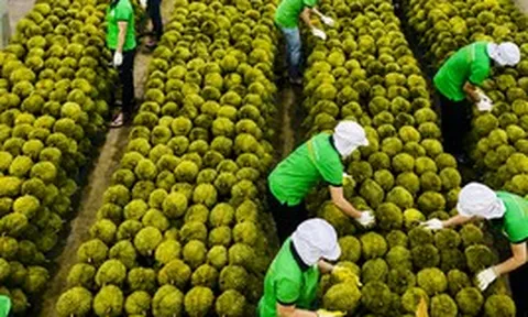 Sầu riêng Việt Nam đón tin vui từ Ấn Độ