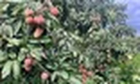 Sau Trung Quốc, Ấn Độ cũng trồng loại cây Việt Nam đang vào mùa: Được mệnh danh ‘vàng đỏ’ trên cây, năng suất 100 kg quả/ha