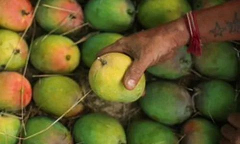 Một đối thủ của xoài Việt Nam bất ngờ rắc rối: Sở hữu ‘vua của các loại xoài’ nhưng mất mùa trầm trọng, đang xuất khẩu đứng đầu thế giới