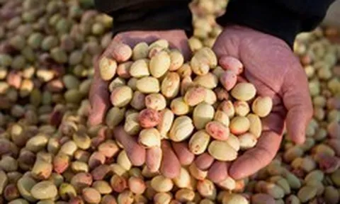 Đắt hơn sầu riêng, Việt Nam vừa thu hàng trăm triệu USD từ loại quả không thể tự trồng, giá lập đỉnh 8 năm vì xung đột Iran