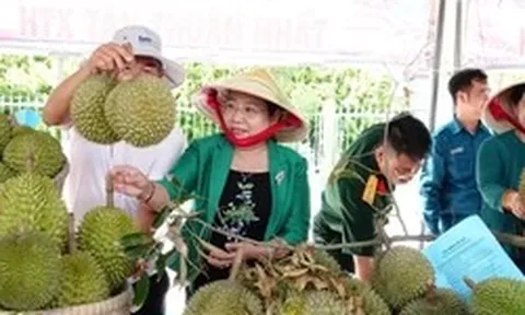Nói thẳng lý do giá sầu riêng vừa chạm đỉnh đã rơi xuống đáy