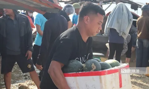 Dưa hấu Thác Bà được giá, thương lái tranh thủ thu mua từ rạng đông