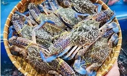 Mỹ ngừng nhập ghẹ từ Philippines, ghẹ Việt đón cơ hội