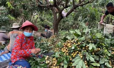 Campuchia quyết tâm làm giàu với loại quả Việt Nam đang trồng rất nhiều: Xuất khẩu trực tiếp sang Trung Quốc, tự tin sẽ mang lại lợi nhuận lớn