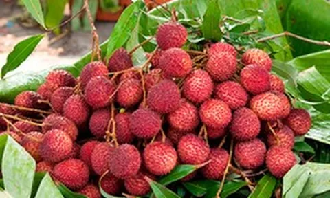1.500 xe tải vừa hoàn thành nhiệm vụ, đưa một loại ‘ruby đỏ’ của Việt Nam sang Trung Quốc