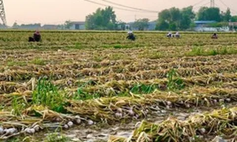 Sau gạo, Indonesia tuyên bố sẽ tự túc một loại nông sản trong vòng 4 năm: Đang phụ thuộc 90% vào Trung Quốc, Việt Nam trồng rất nhiều