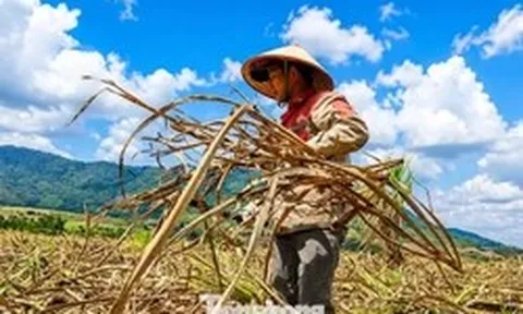 Vựa mía lớn nhất nước lao đao
