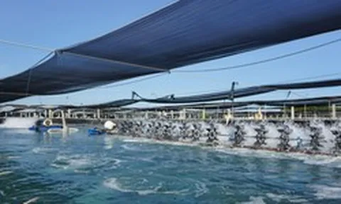 Một mặt hàng của Việt Nam vừa mang về gần 2 tỷ USD: Mỹ, Trung Quốc đua nhau săn lùng, nước ta sở hữu công nghệ hàng đầu thế giới