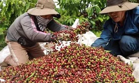 Giá cà phê lập đỉnh hơn 3 tháng