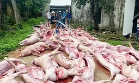Sét đánh mất điện, hơn 550 con lợn chết ngạt làm thiệt hại 5,5 tỷ đồng