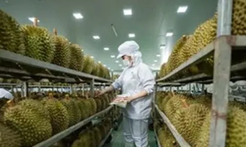 Lý do sầu riêng càng ngày càng rẻ