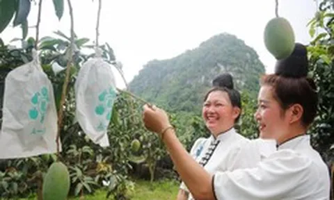 Hạn hán khiến xoài Sơn La giảm sản lượng, người trồng vẫn lãi lớn nhờ làm đúng một việc