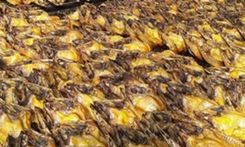 Một loại cá rẻ bèo bán đầy chợ Việt Nam, protein cao hơn cá hồi, được Nhật Bản tích cực nhập khẩu