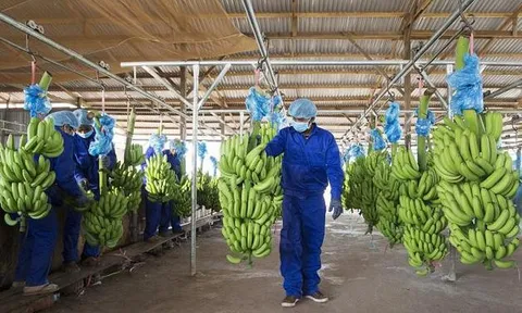 Hoàng Anh Gia Lai báo lãi nghìn tỷ sau cú đảo chiều hoạt động tài chính