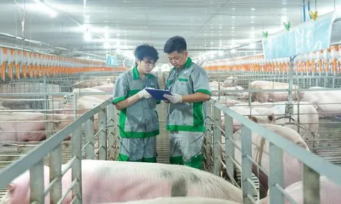 Doanh thu quý II/2026 của BAF tăng 54%, lợi nhuận giảm một nửa