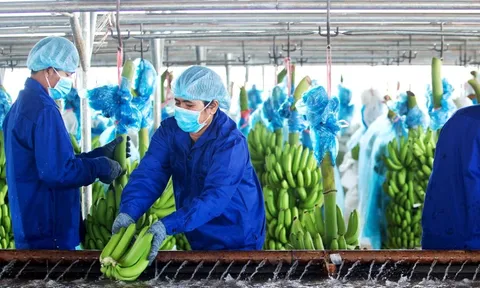 HAGL Agrico của tỷ phú Trần Bá Dương đã có lãi