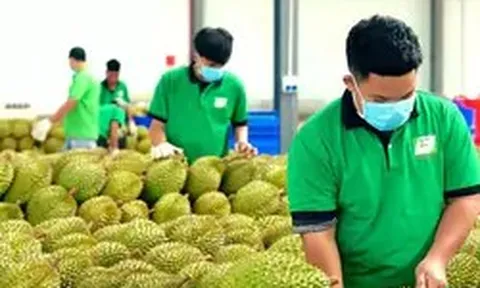 Cấp mã số vùng trồng: Chuyển từ 'xin - cho' sang tự chịu trách nhiệm