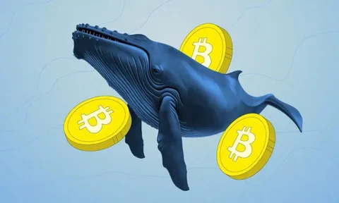 'Cá voi', 'cá mập' đang gom Bitcoin