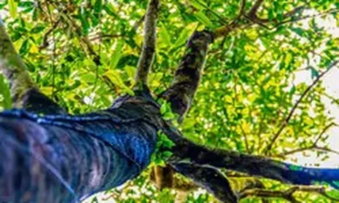 Tận thấy quần thể chè quý hiếm giữa rừng nguyên sinh Quảng Ninh