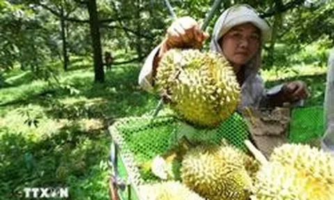 Sầu riêng "nương danh" Vinfast, hàng Việt chờ kỳ tích tại thị trường tỷ dân