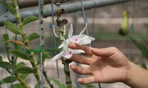 Những đại gia kinh doanh lan đột biến một thời ‘hô mưa gọi gió’ giờ ra sao?