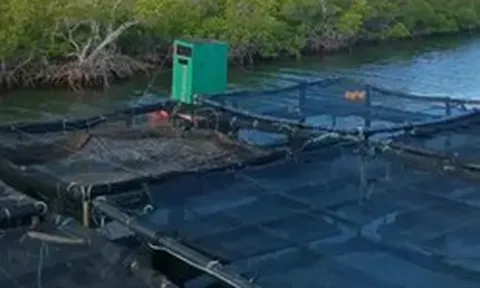 Việt Nam mang kỹ thuật nuôi một loại ‘siêu thực phẩm' sang Cuba, 1,5 năm sau đón kết quả bất ngờ