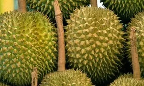 Hai quốc gia tỷ dân báo tin vui hiếm có đến sầu riêng Việt Nam