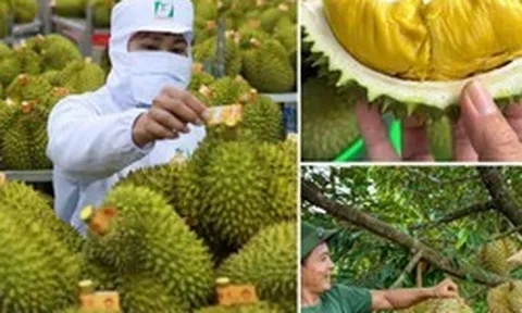 Không mở rộng diện tích sầu riêng; tập trung nâng cao năng suất, chất lượng