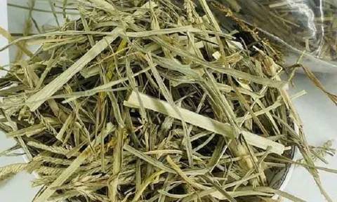 Thứ cỏ mọc dại "nhổ đi không hết" lại là vị thuốc quý giúp thanh nhiệt, mát gan
