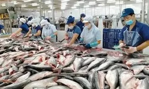 Xuất khẩu thủy sản tháng 7 đạt 1,1 tỷ USD, thị trường lớn hiện ra sao?