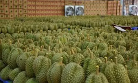 Trung Quốc đón tin cực vui từ quả sầu riêng - Việt Nam, Thái Lan góp công lớn