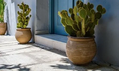 5 lý do vì sao người xưa khuyên chớ trồng cây xương rồng trong nhà