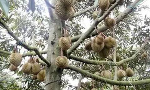 Xuất khẩu sầu riêng vào Hàn Quốc tăng mạnh