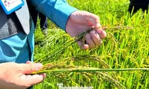 Nắng nóng rồi mưa lớn, hàng nghìn ha lúa hè thu ở Nghệ An 'không cúi đầu'