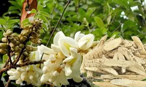 Dù bị can ngăn, anh nông dân quyết trồng loại củ ở độ sâu 20cm: 5 năm sau "báu vật tiền tỷ" xuất hiện
