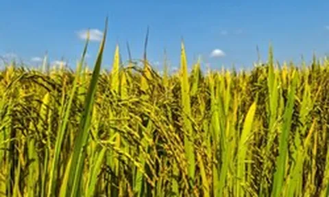 Sau Ấn Độ, thêm một quốc gia gặp sóng gió với gạo: 75% đơn hàng không thể vận chuyển, nguồn cung dư thừa