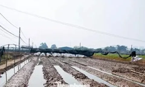 Thủ phủ hoa Hà Nội mất trắng