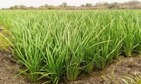 Láng giềng Việt Nam mang một giống lúa ‘thần kỳ’ sang châu Phi gây sốt: Năng suất tăng gấp 3 lần, mỗi ha thu về 8 tấn lúa