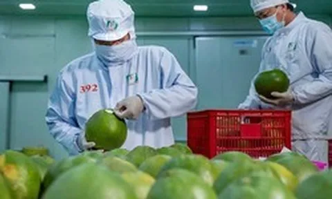 Trung Quốc - “bạn hàng” xuất khẩu nông sản lớn nhất của Việt Nam